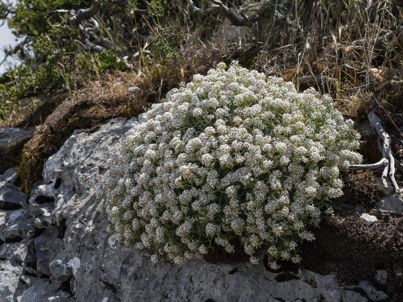 Hormathophylla spinosa.15