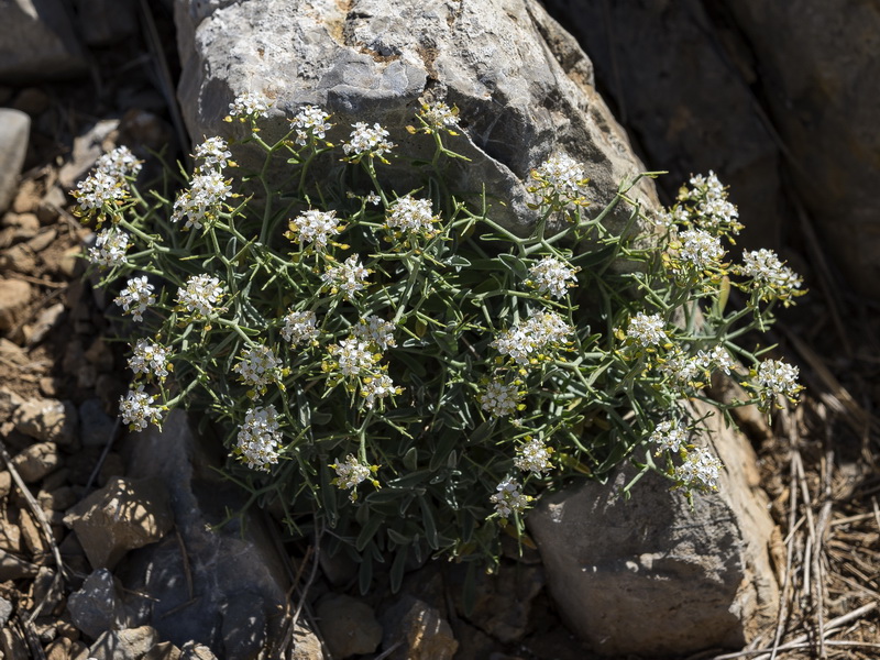 Hormathophylla spinosa.16