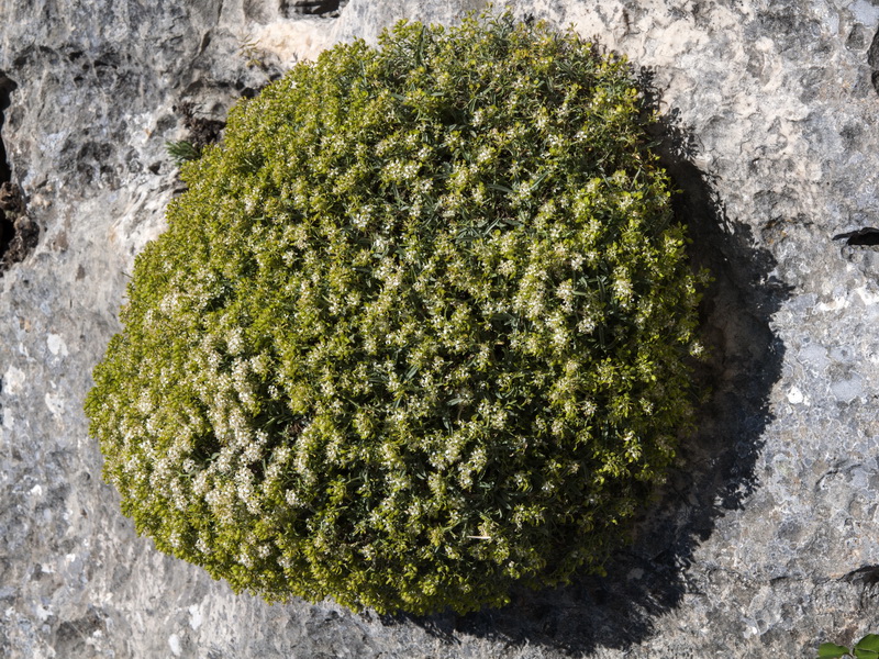 Hormathophylla spinosa.17