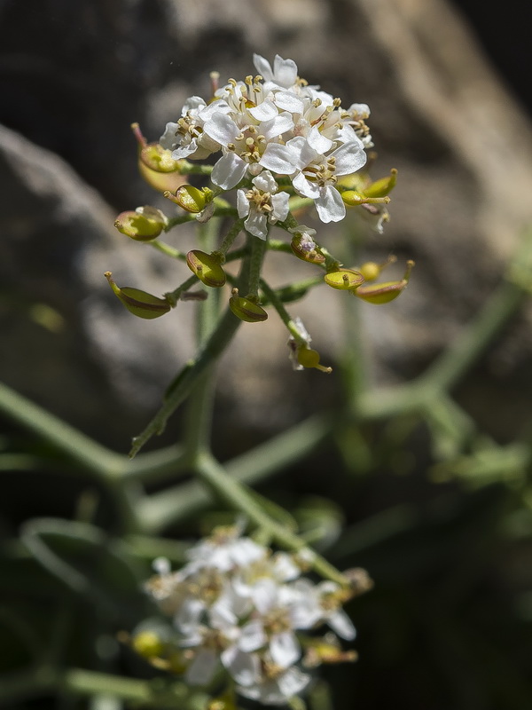 Hormathophylla spinosa.21
