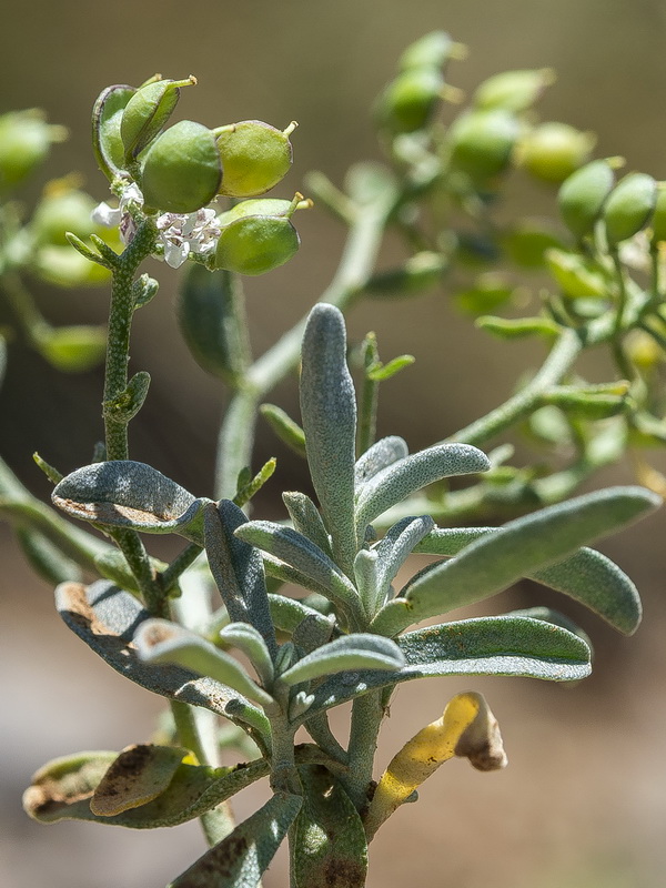 Hormathophylla spinosa.23
