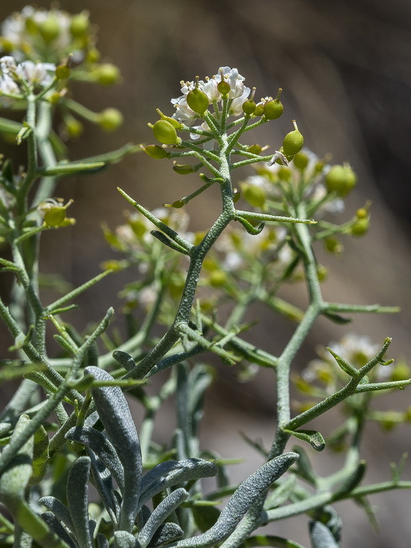 Hormathophylla spinosa.24