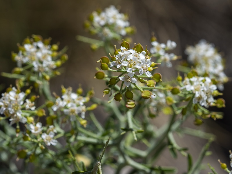 Hormathophylla spinosa.25