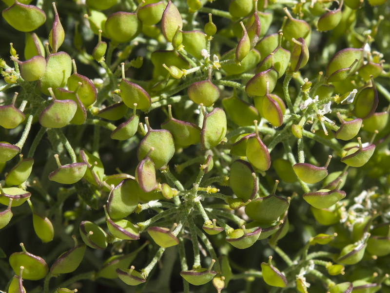 Hormathophylla spinosa.28