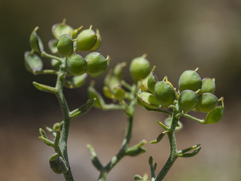 Hormathophylla spinosa.29