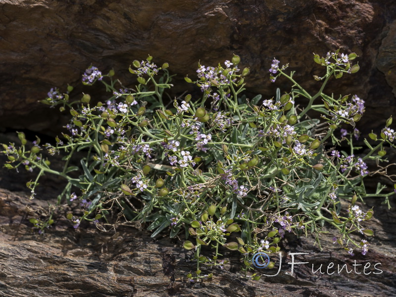 Hormathophylla spinosa.33