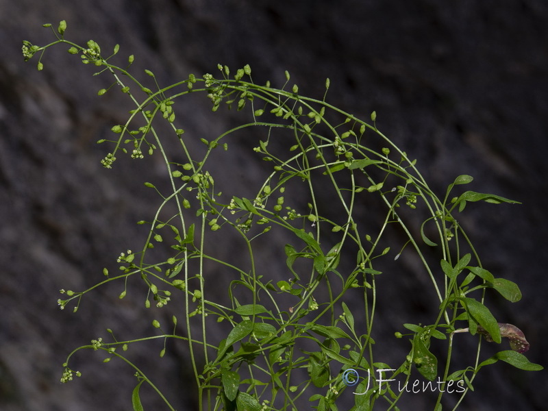 Hornungia pauciflora.01