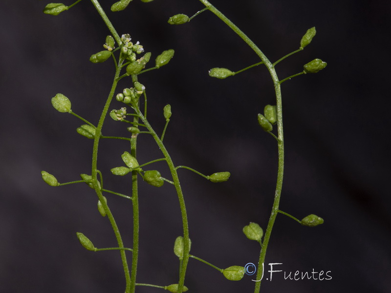 Hornungia pauciflora.02