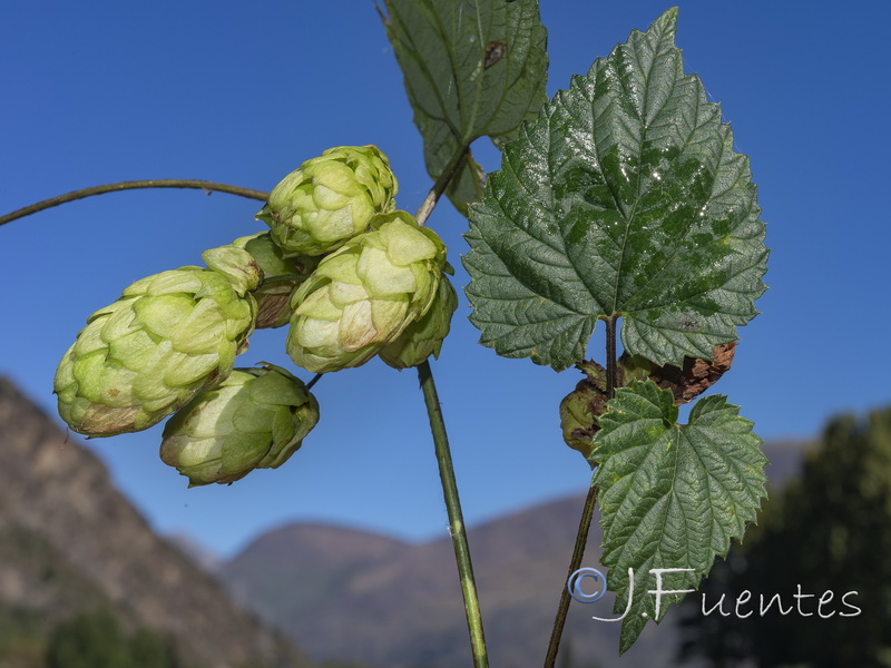 Humulus lupulus.01