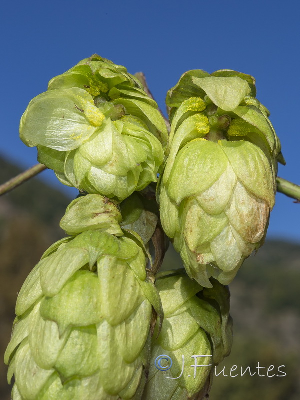 Humulus lupulus.02
