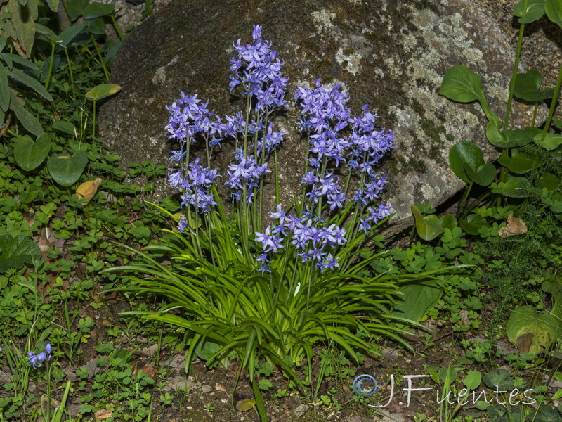 Hyacinthoides hispanica.01