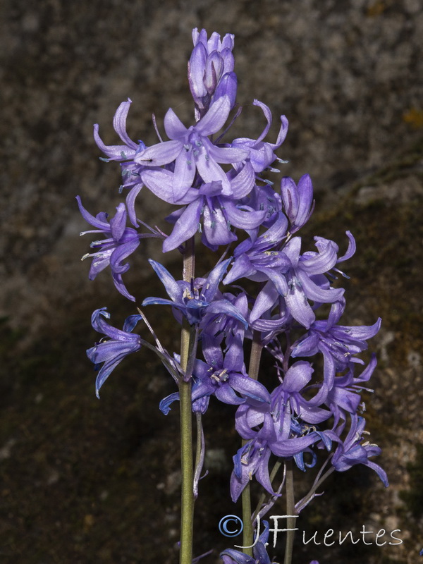 Hyacinthoides hispanica.04