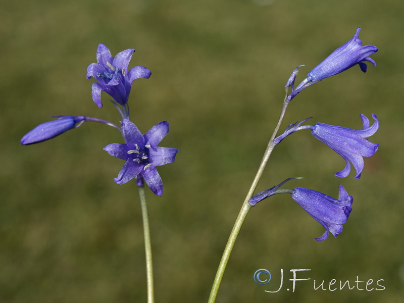 Hyacinthoides hispanica.07