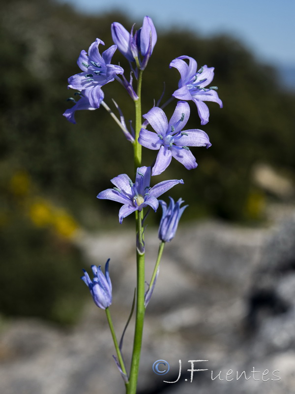 Hyacinthoides hispanica.08