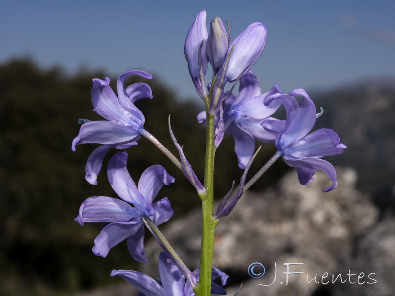 Hyacinthoides hispanica.09