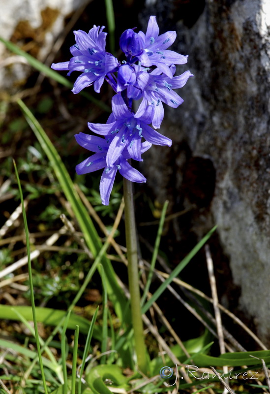 Hyacinthoides hispanica.11