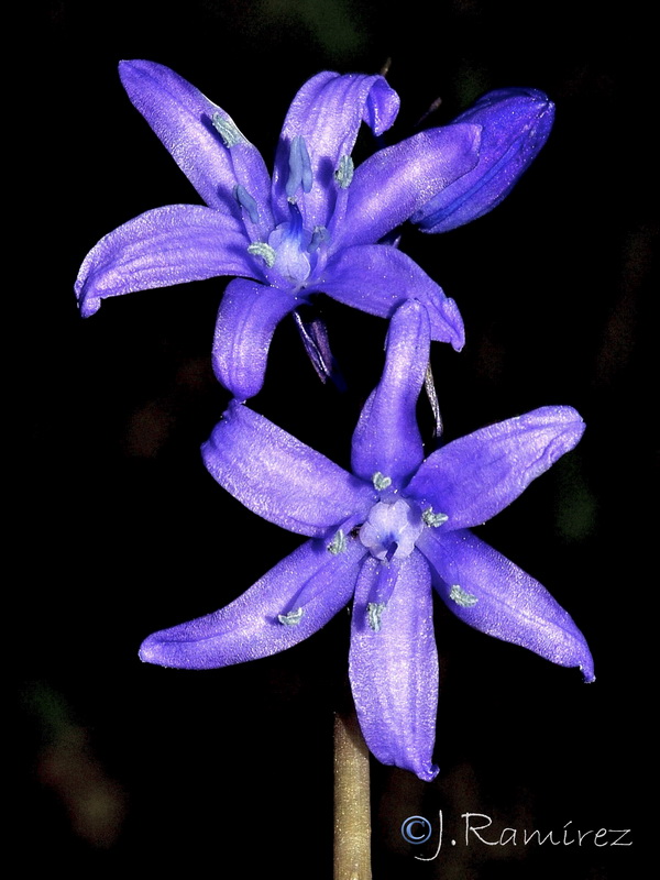 Hyacinthoides hispanica.13