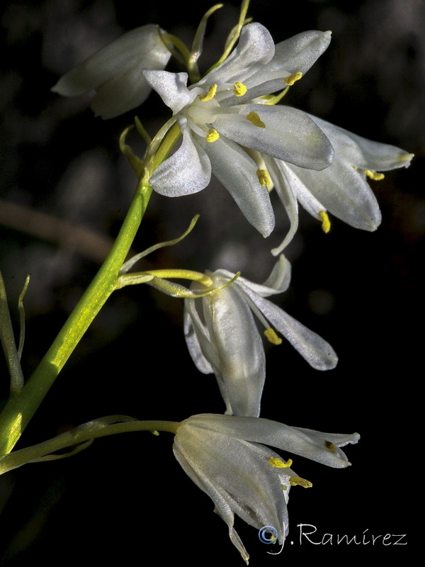 Hyacinthoides hispanica.15