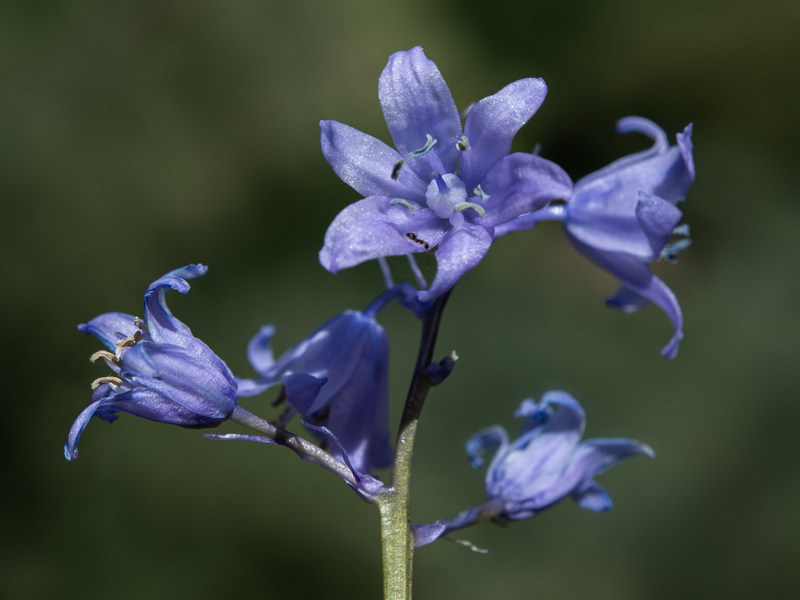 Hyacinthoides hispanica.13