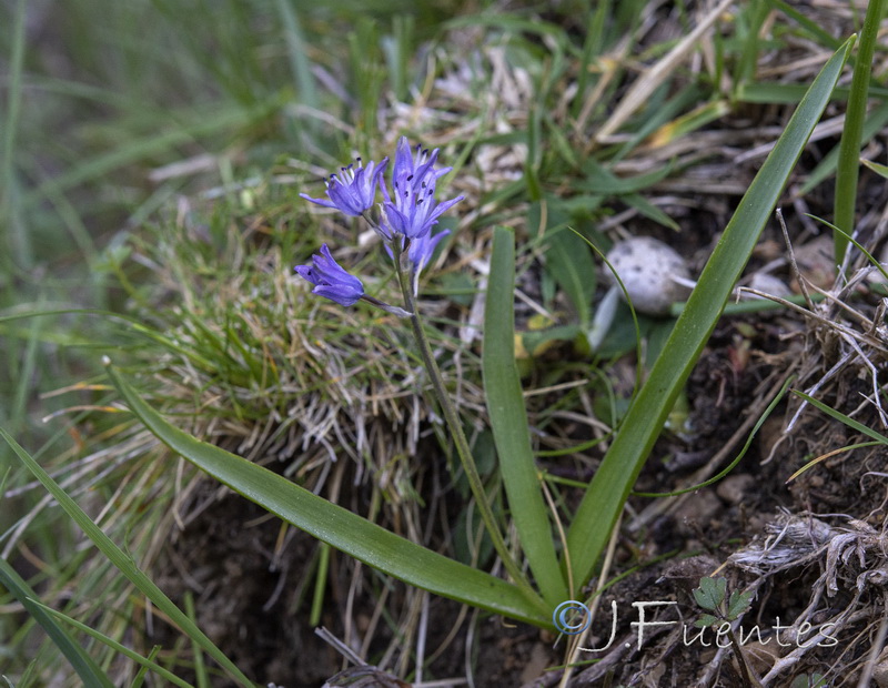 Hyacinthoides reverchonii.01