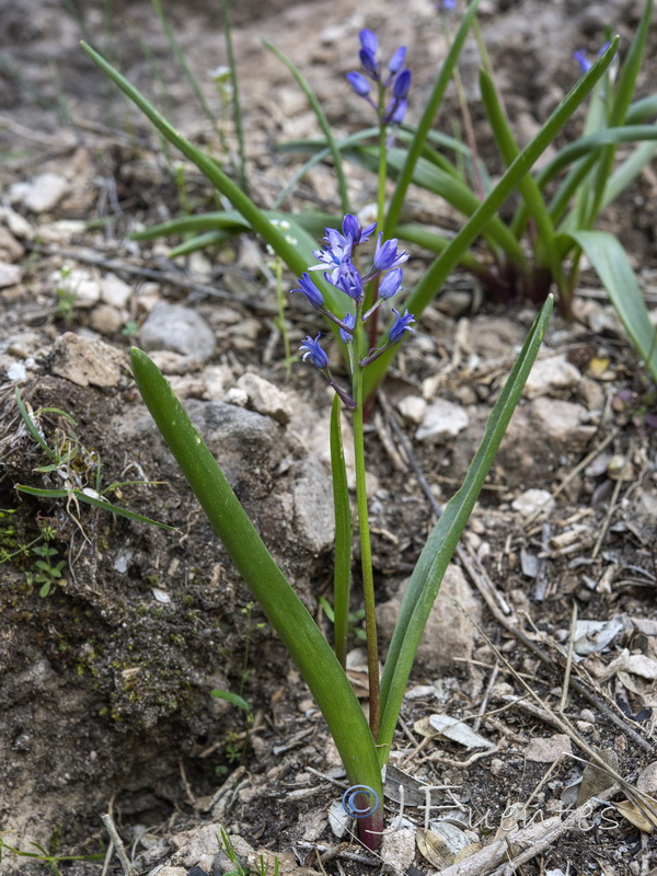 Hyacinthoides reverchonii.02