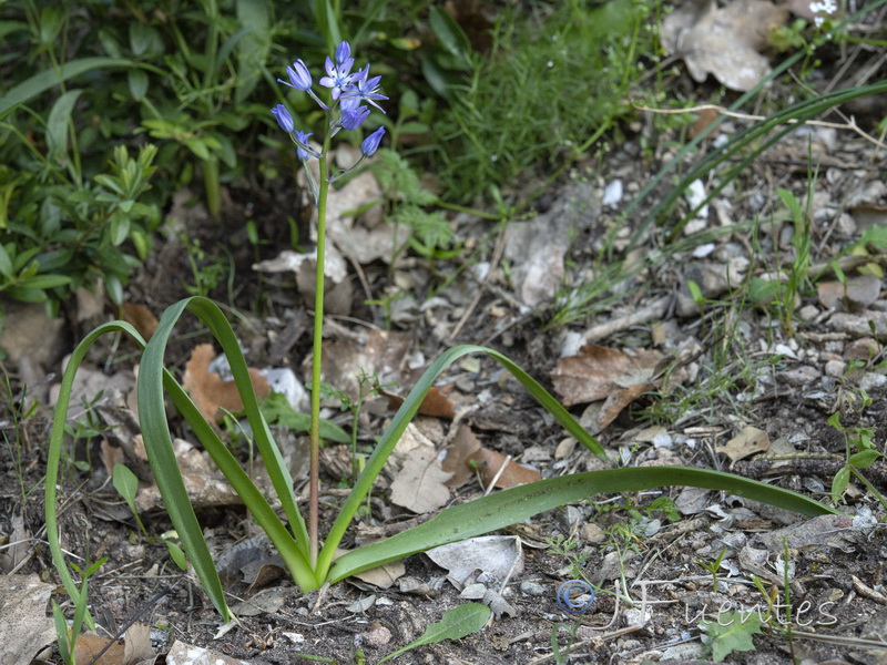 Hyacinthoides reverchonii.03