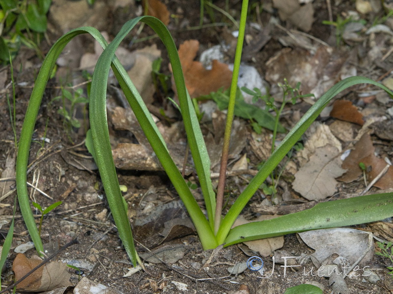 Hyacinthoides reverchonii.04
