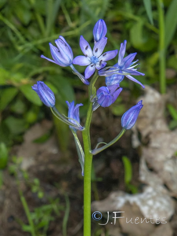 Hyacinthoides reverchonii.05