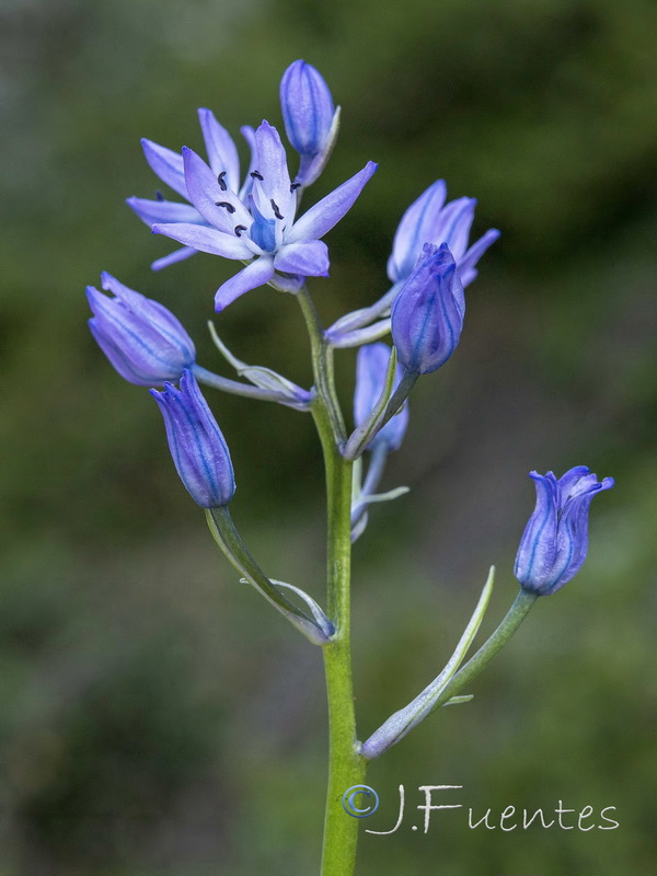 Hyacinthoides reverchonii.06