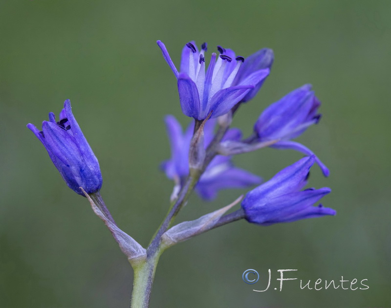 Hyacinthoides reverchonii.07