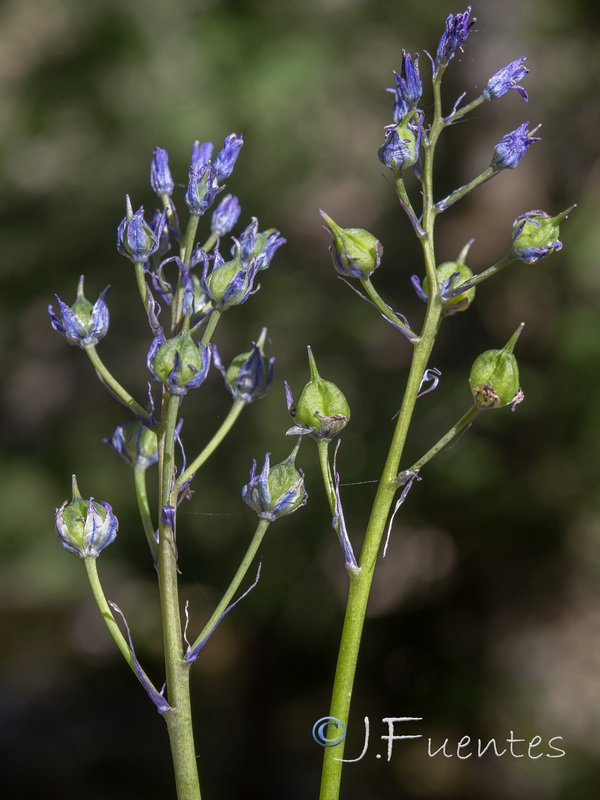 Hyacinthoides reverchonii.08