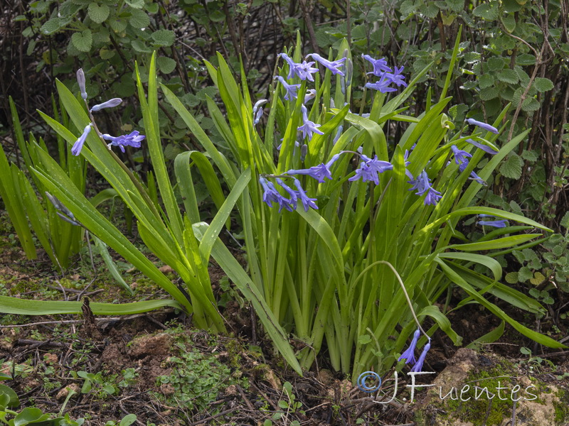 Hyacinthus orientalis.01