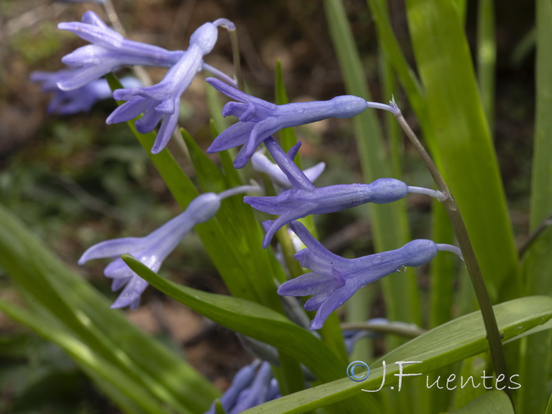 Hyacinthus orientalis.02