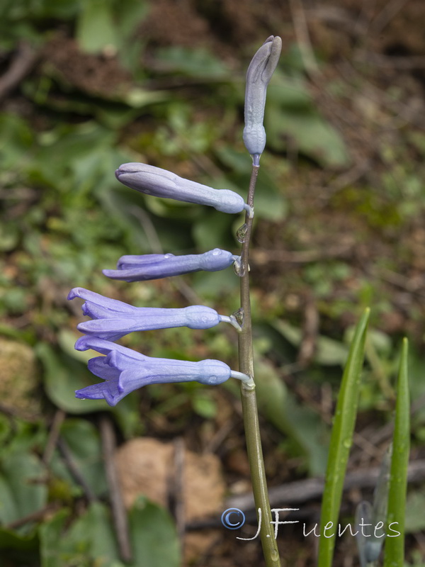 Hyacinthus orientalis.03