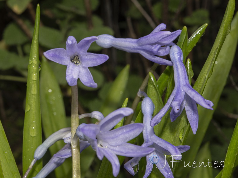 Hyacinthus orientalis.04