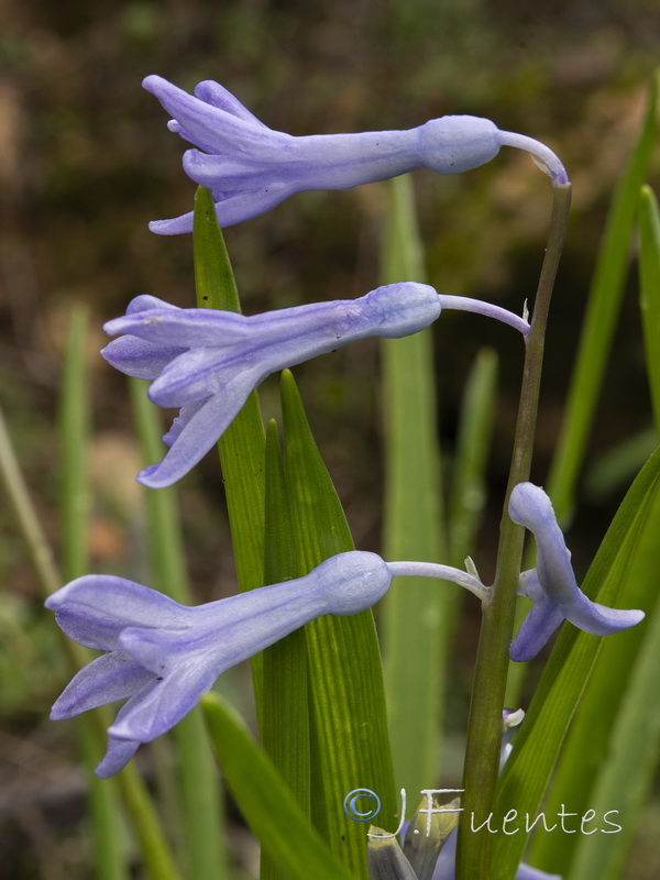 Hyacinthus orientalis.05