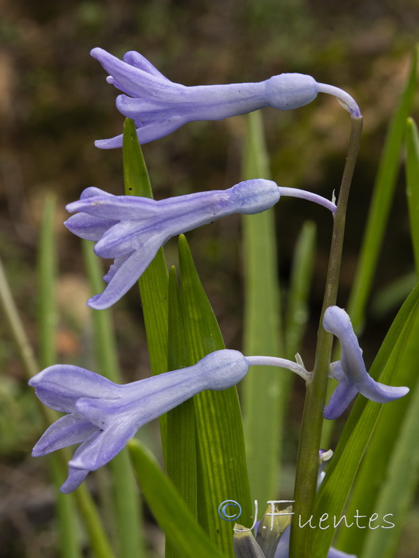Hyacinthus orientalis.05