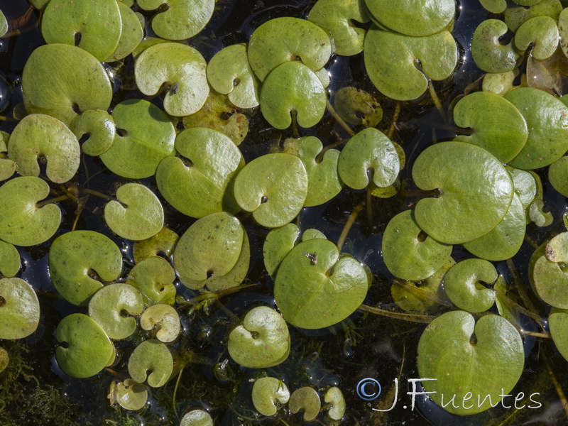 Hydrocharis morsus ranae.01