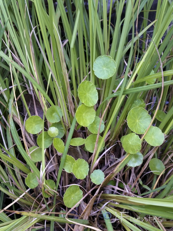 Hydrocotyle vulgaris.01