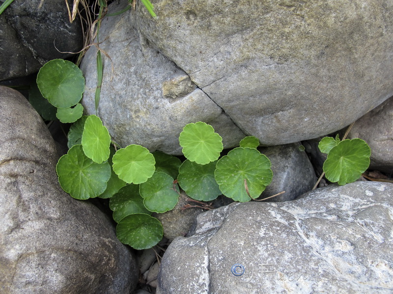 Hydrocotyle vulgaris.03