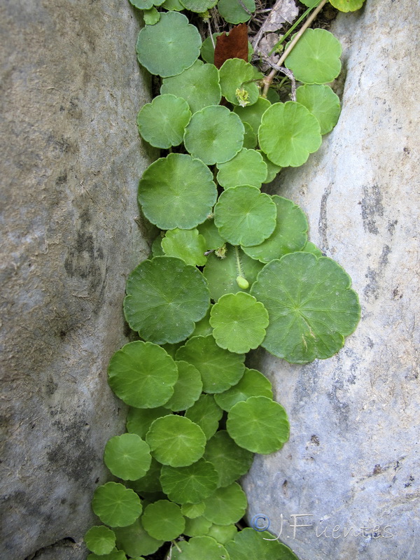 Hydrocotyle vulgaris.04