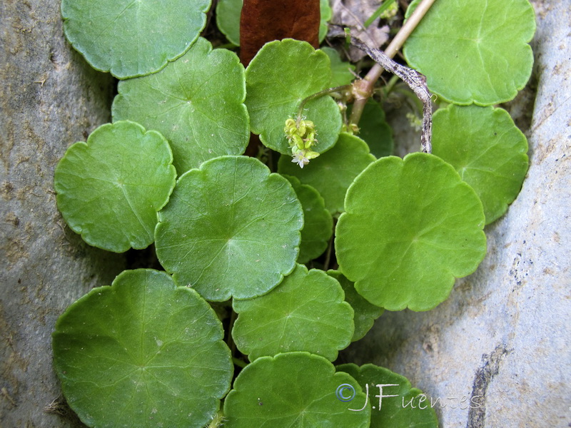 Hydrocotyle vulgaris.06