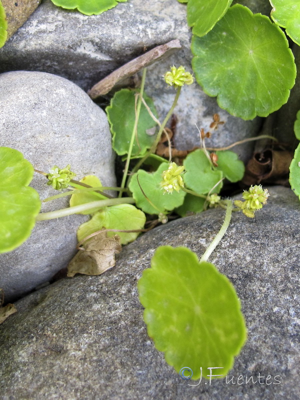 Hydrocotyle vulgaris.07