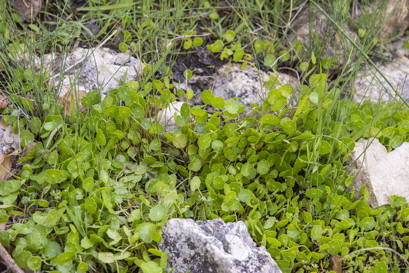 Hydrocotyle vulgaris.02