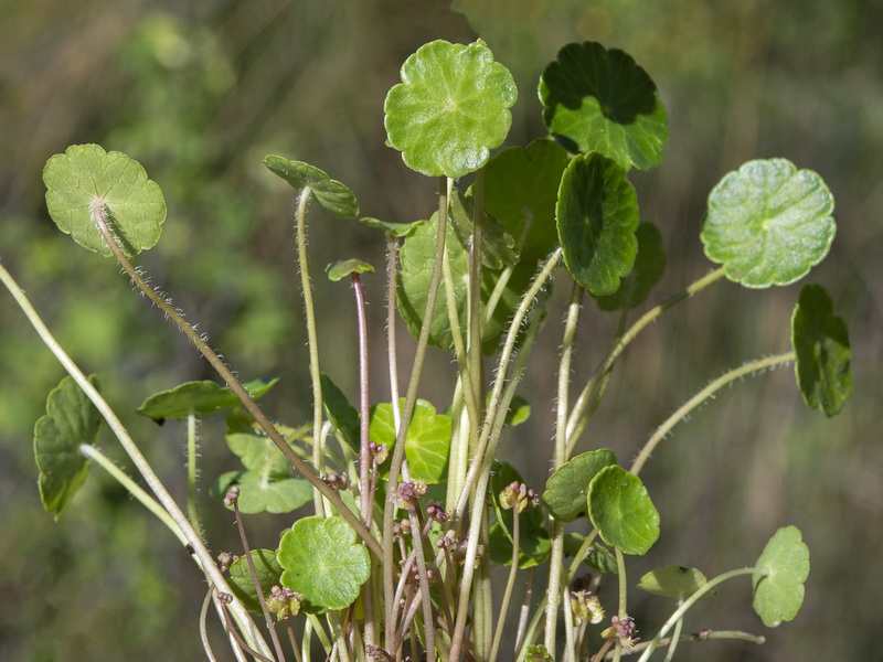 Hydrocotyle vulgaris.10