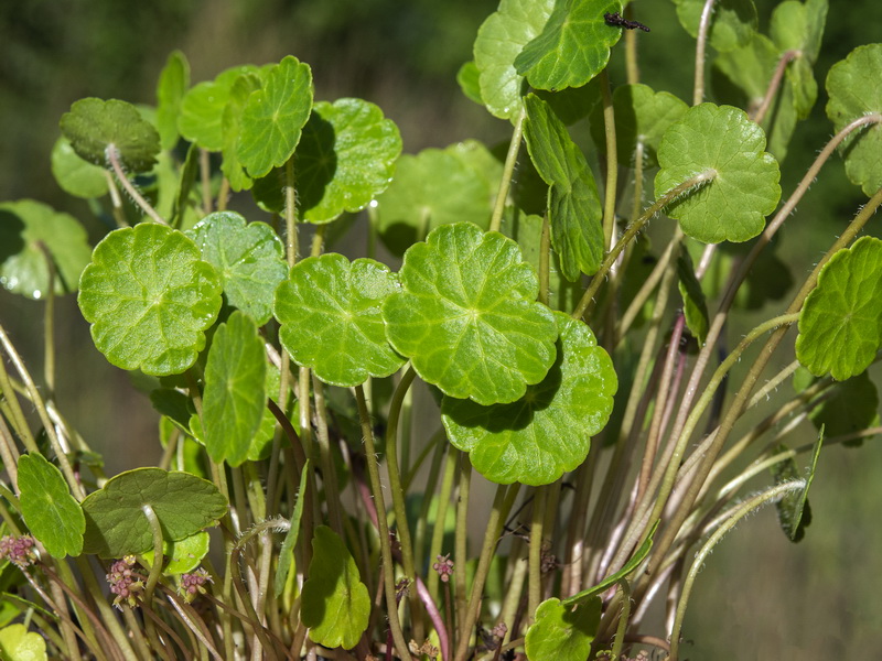 Hydrocotyle vulgaris.11