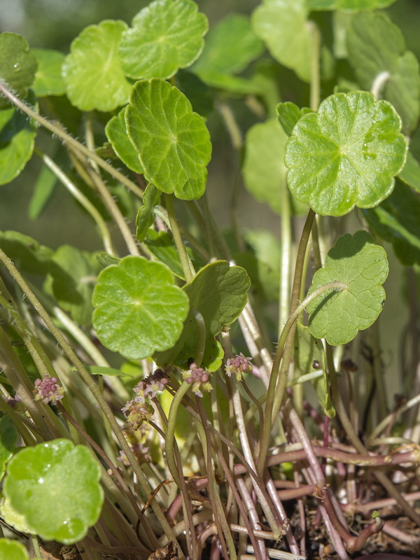 Hydrocotyle vulgaris.12