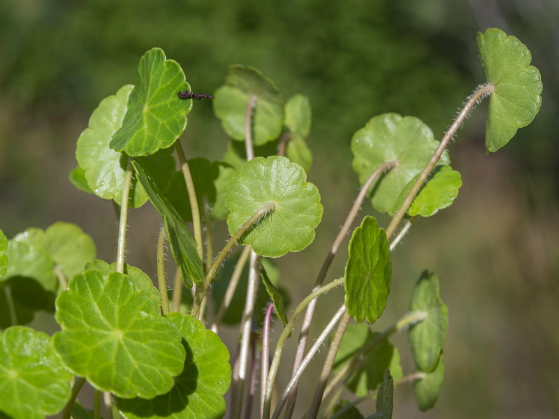 Hydrocotyle vulgaris.13