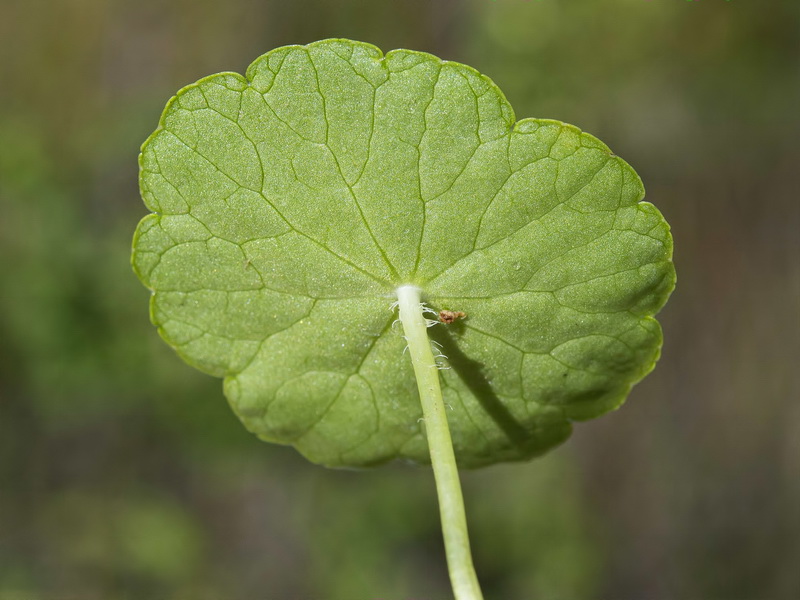 Hydrocotyle vulgaris.14