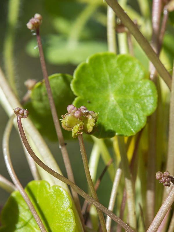 Hydrocotyle vulgaris.16